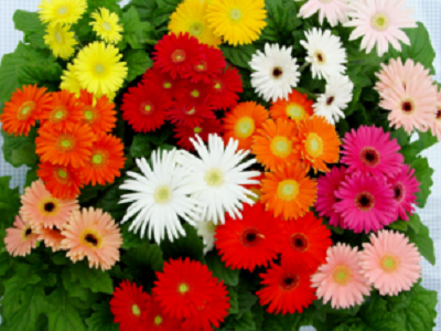 Mr Srinivas Reddy Gerbera 1a.png