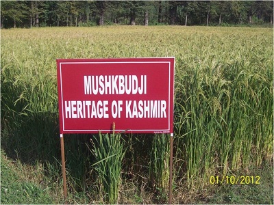 Mushkbudji.jpg