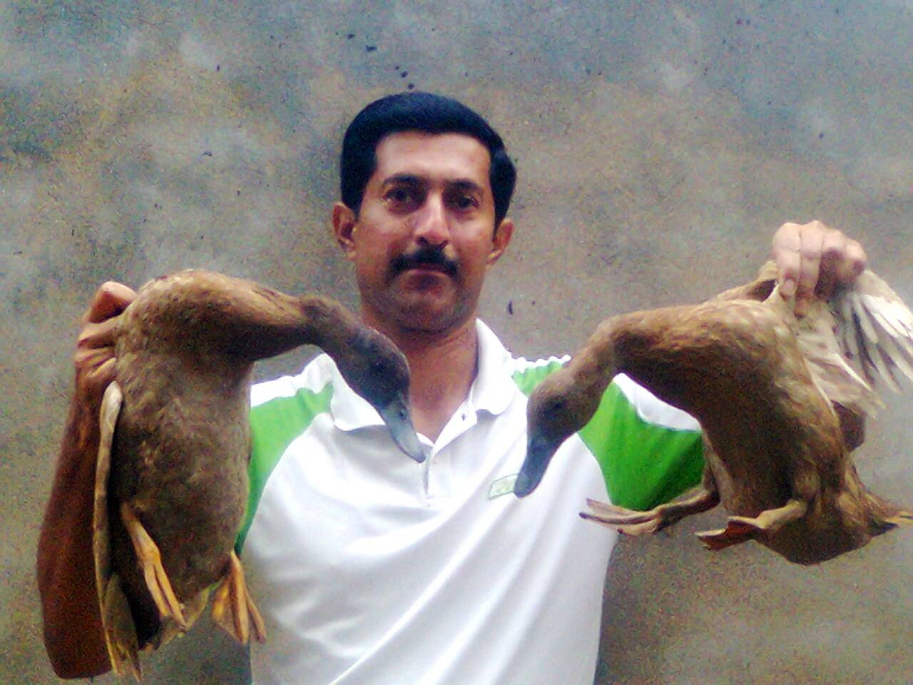 My Khaki Campbell Ducks. Image-1.jpg