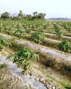 My-Red-Lady-Taiwani-Papaya2-Month-Old-Project.-Image-239x300.jpg