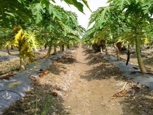 My-Red-Lady-Taiwani-Papaya4-Month-Old-Cultivation-on-Mulching-Sheet.-300x225.jpg