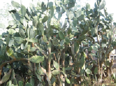 Nimbalker Agricultural Research Institute 2a.jpg