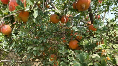 Pomegranates grown in the farm.jpg