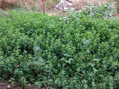 Raghav Baldwa - Farm.jpg
