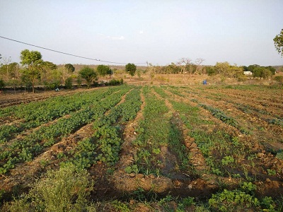 Raghav Baldwa's farm.jpg