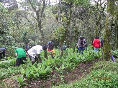 Rainforest Retreat ginger planting 3a.jpg