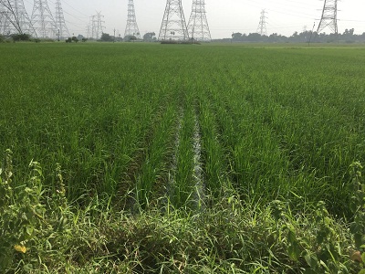 Rekha and Partha Farm.jpg