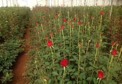 Rose farming in polyhouse.jpg