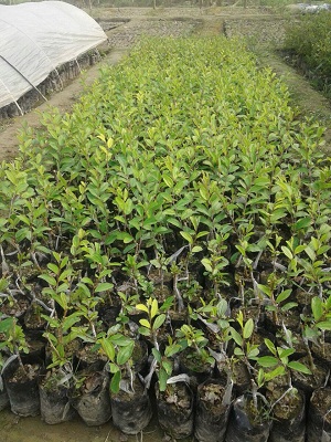 Rukmini Farm Akola - Apple Ber Grafts.jpg