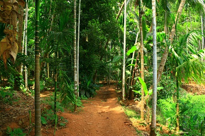 Savoi plantation 2a.jpg