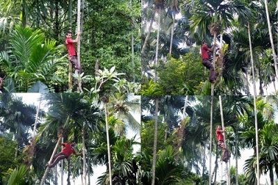 Savoi Plantation 3a.jpg