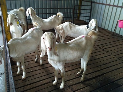 Sojat goat at Kadam Farm.jpg