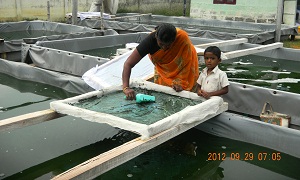spirulina harvesting.jpg