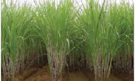sugarcane-pc-.jpg