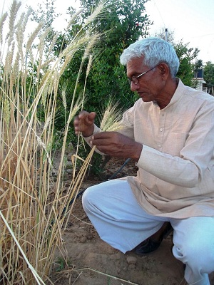 Sundaram Verma engrossed in his on-field experiments.jpg