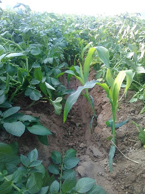 Sweet Corn plants on edges of potato bed.jpg
