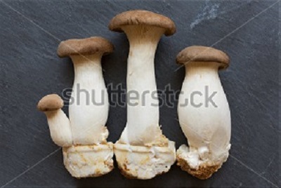 Tarunyas king Oyster Mushroom 2 a.jpg