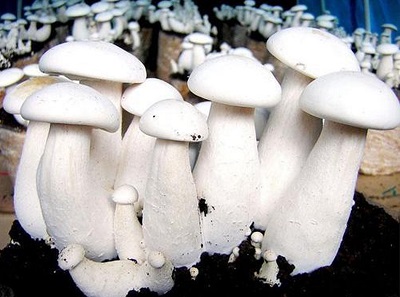 Tarunyas Milky Mushroom 4 a.jpg