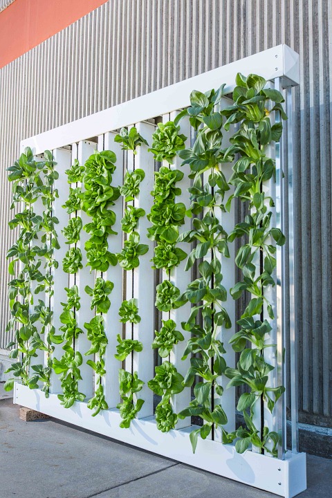 vertical-farming.jpg