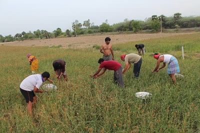 Volunteers at Vaksana Farms.jpg