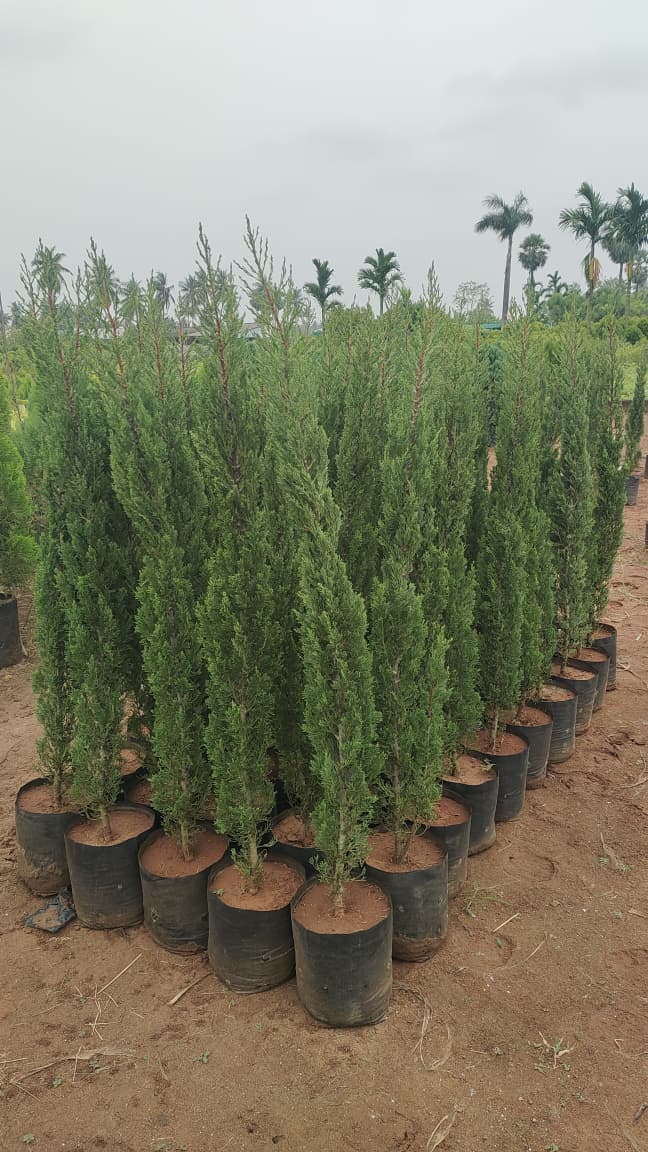 WhatsApp Image 2026-04-24 at 6.26.29 PM.jpeg