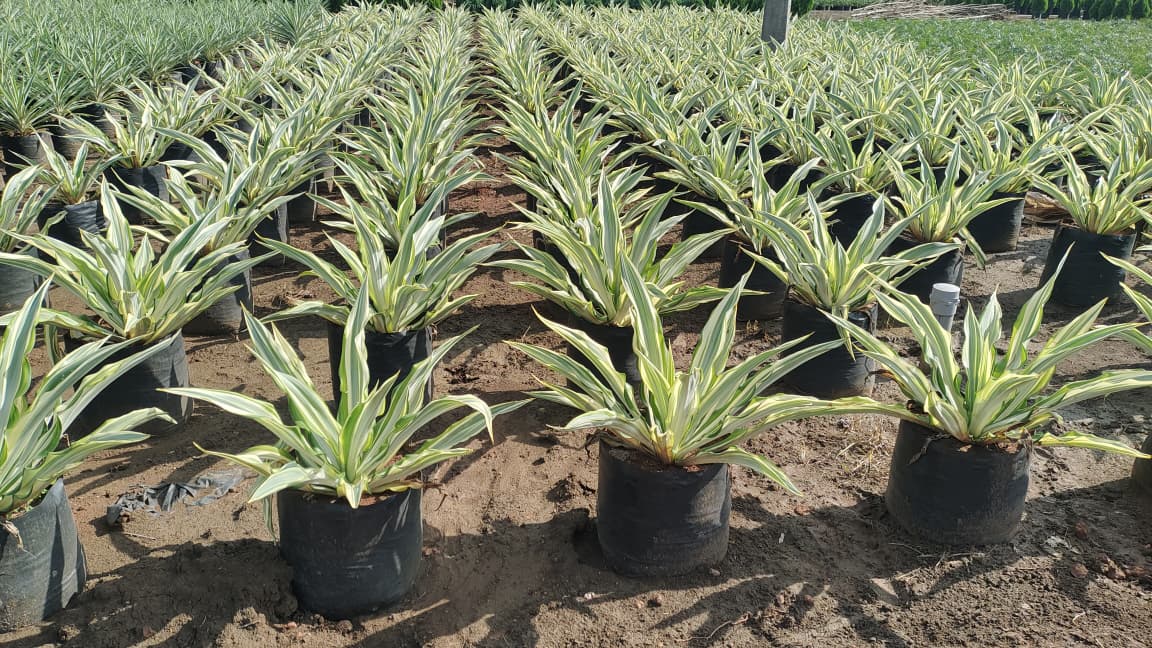 WhatsApp Image 2026-04-24 at 6.26.41 PM.jpeg