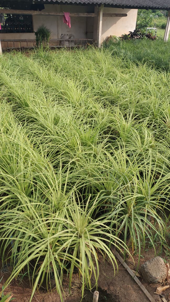 WhatsApp Image 2026-04-24 at 6.26.48 PM.jpeg