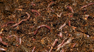 Worms making compost.jpg