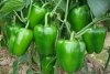 Bell pepper1.jpg