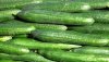 cucumber 1.jpg