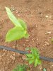 IMG-20180726-WA0008.jpg