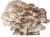 Tarunyas Oyster Mushroom 1 a.jpg
