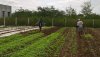 Poorna natural farm senthil sowing greens 3 a.jpg