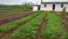 Poorna Natural farm Greens and the farm workers quarters 2 a.jpg