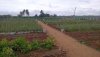 Poorna Natural Farm overview 1 a.jpg