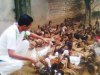 My Duck Khaki Campbell & Indian Runner Duck Farming Image..jpg