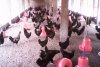 kadaknath breed.jpg