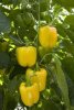 bachata-capsicum-seeds-250x250.jpg