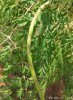 Moringa 4.JPG