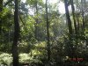 Rainforest Retreat cardamom in valley 4 a.jpg