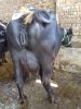 IMG-20170219-WA0007.jpg