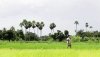 Mr. Natabar Sarangi in his paddy fields.jpg