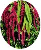 Amaranthus caudatus.jpg