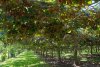 kiwi orchard.jpg