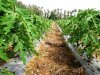 My IPB-9 California Papaya Cultivation on Mulching Sheet & Raised Bed..jpg