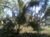 IMG-20170217-WA0006.jpg