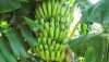 Banana-Tree-India.jpg