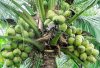 Coconut Tree.jpg