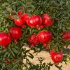 pomegranate-tree-fruit1-750x750.jpg