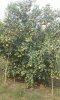 IMG-20161117-WA0036.jpg